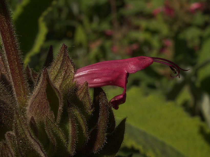 Salvia spathacea Salvia spathacea