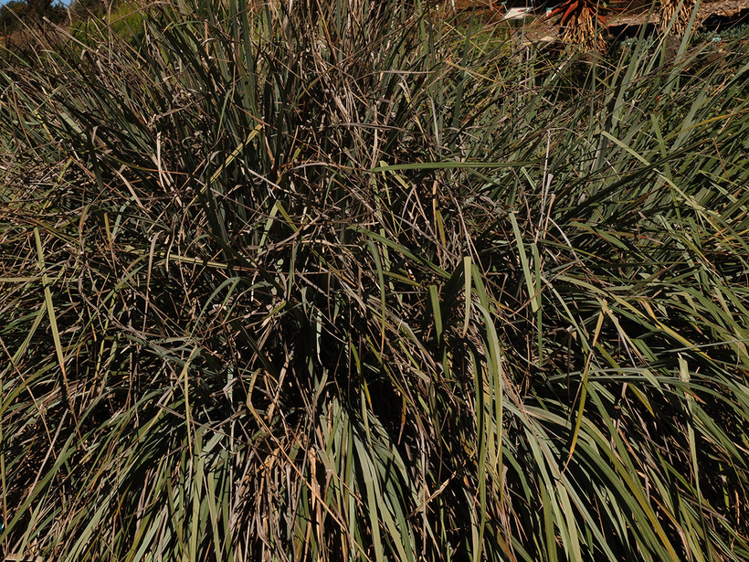 Carex spissa