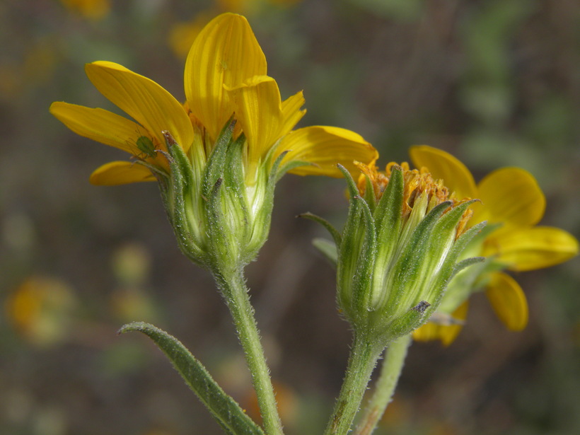 Viguiera cordifolia