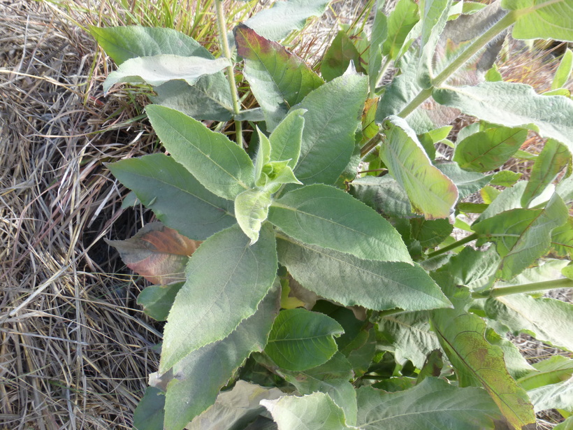 Lagascea helianthifolia