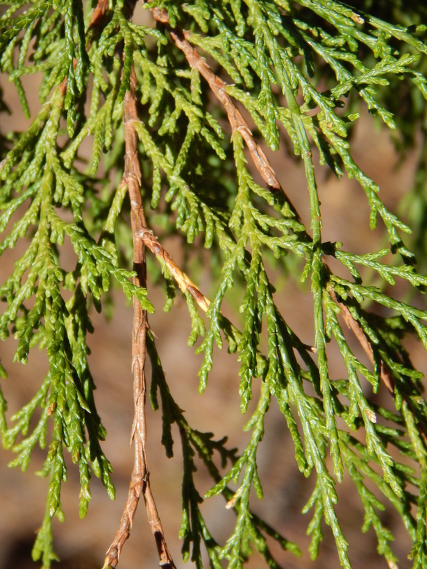 Juniperus flaccida