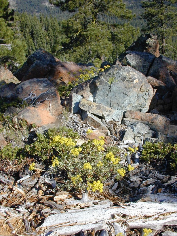 Eriogonum umbellatum var. polyanthum