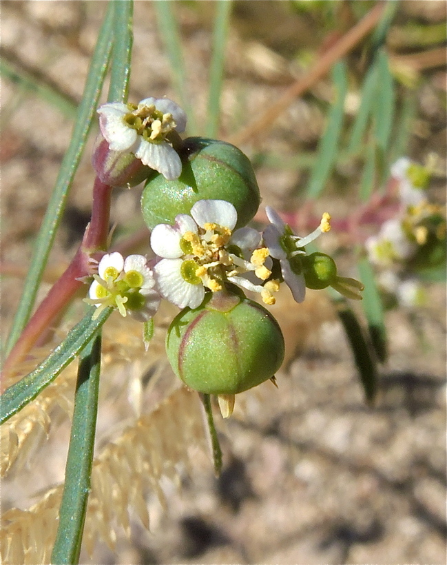 Euphorbia florida