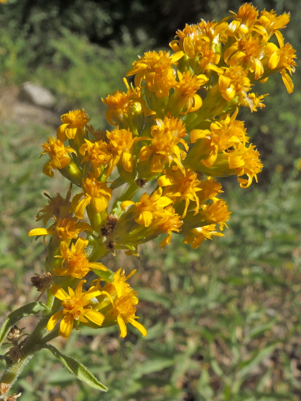 Solidago velutina