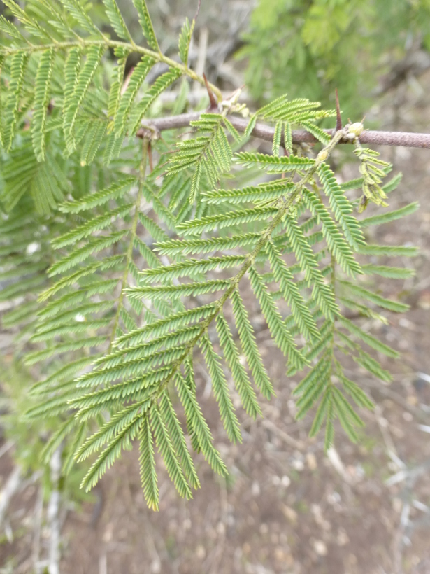 Vachellia caven