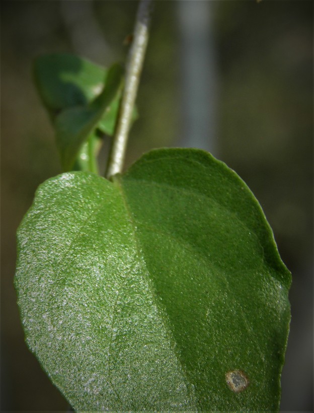 Ruellia californica ssp. peninsularis
