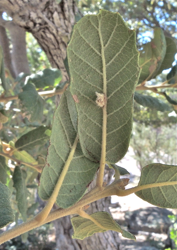 Quercus rugosa