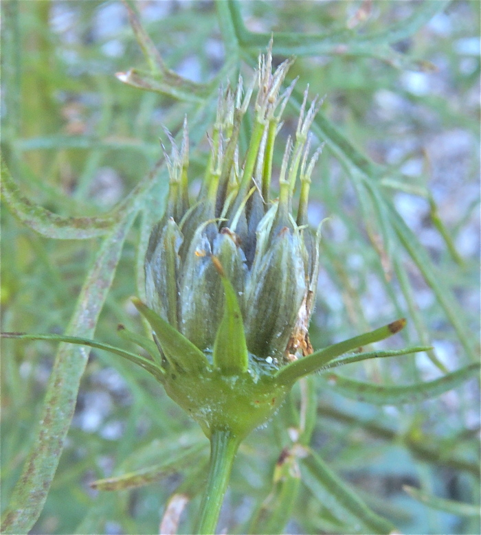 Bidens bipinnata