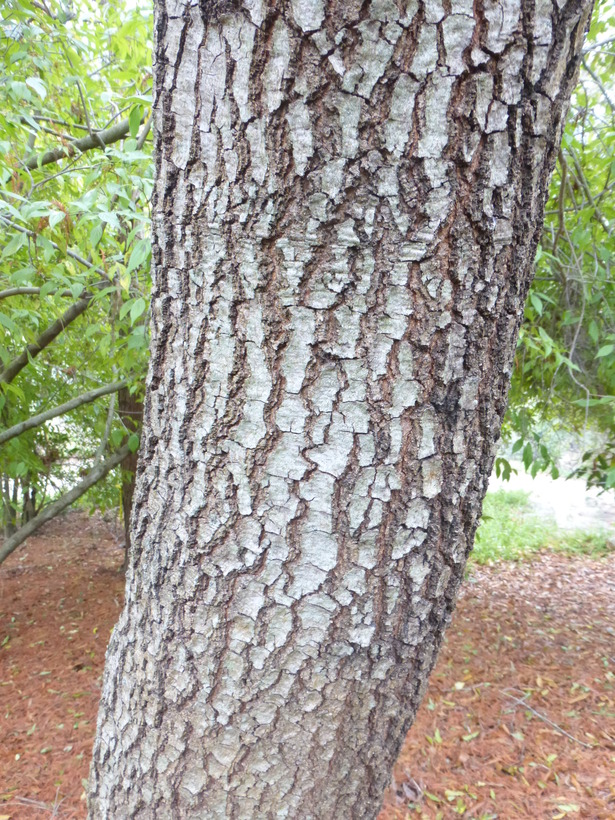 Quercus sartorii