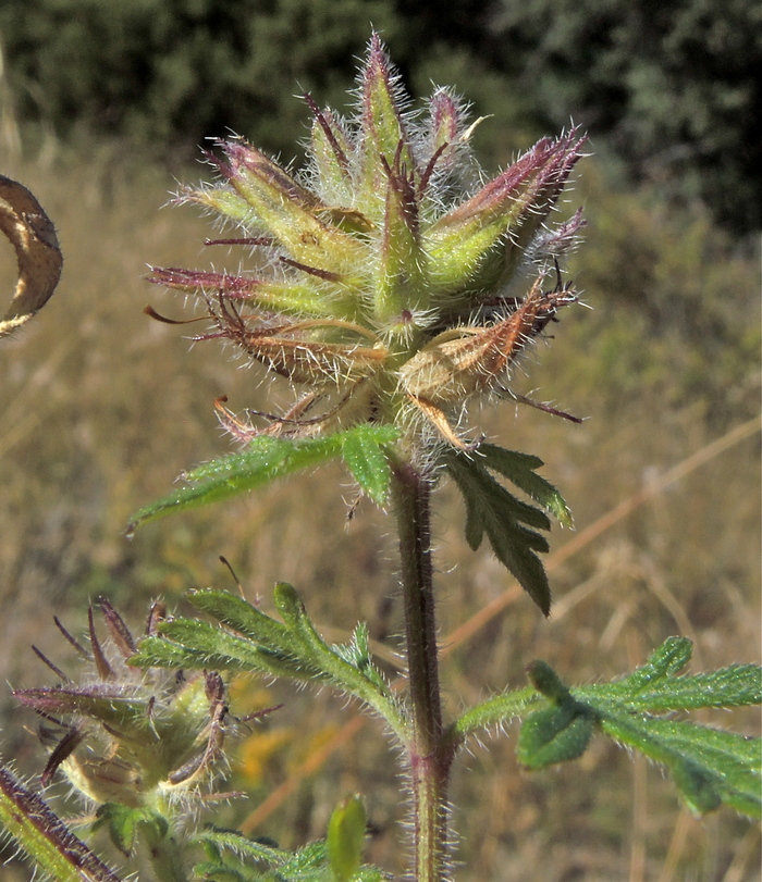 Glandularia bipinnatifida