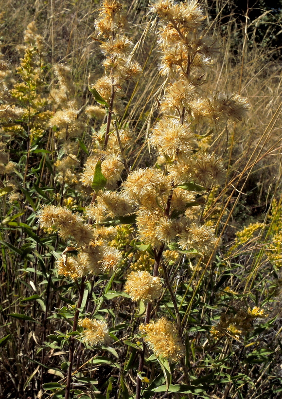 Solidago velutina