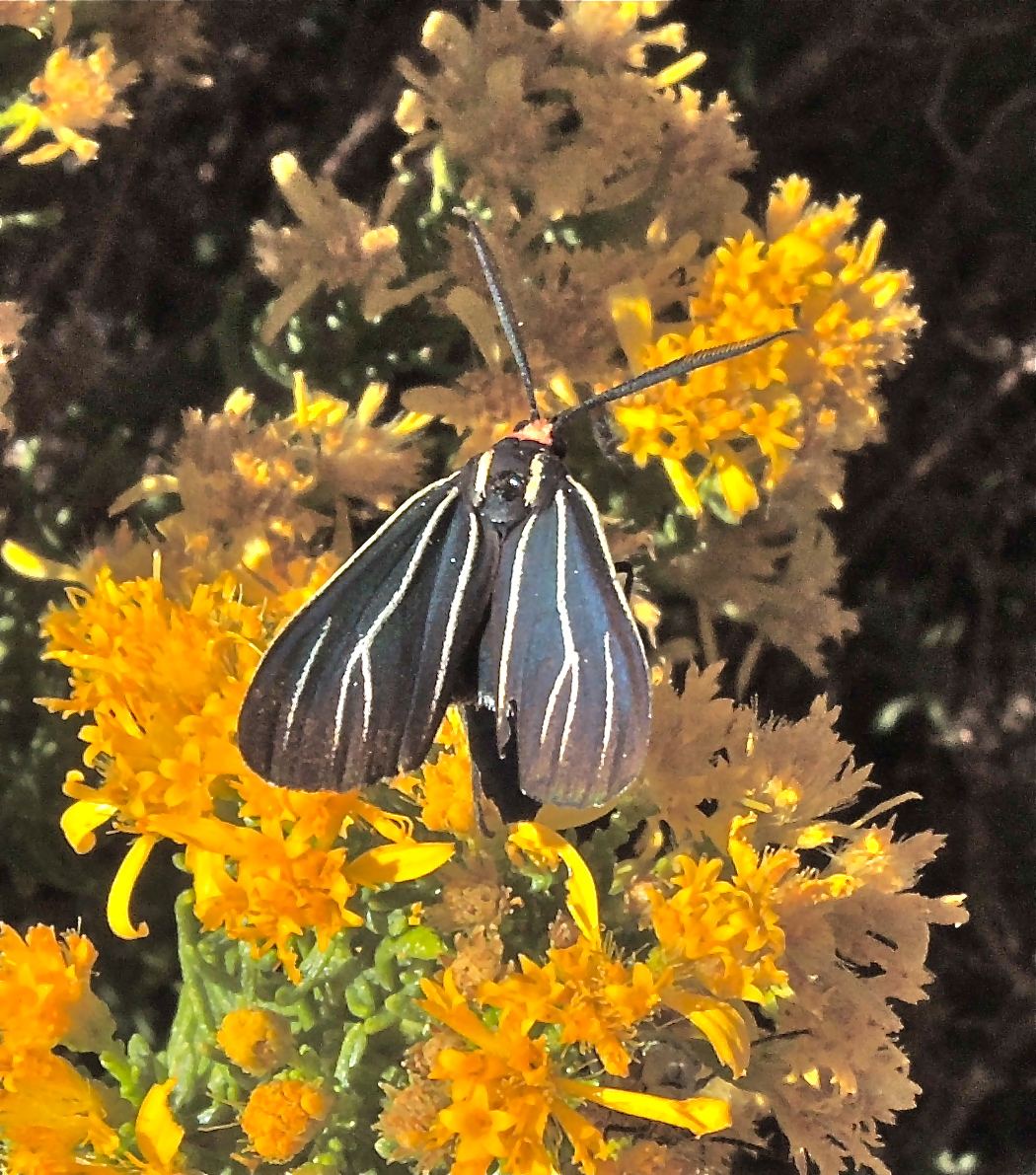 Ctenucha venosa