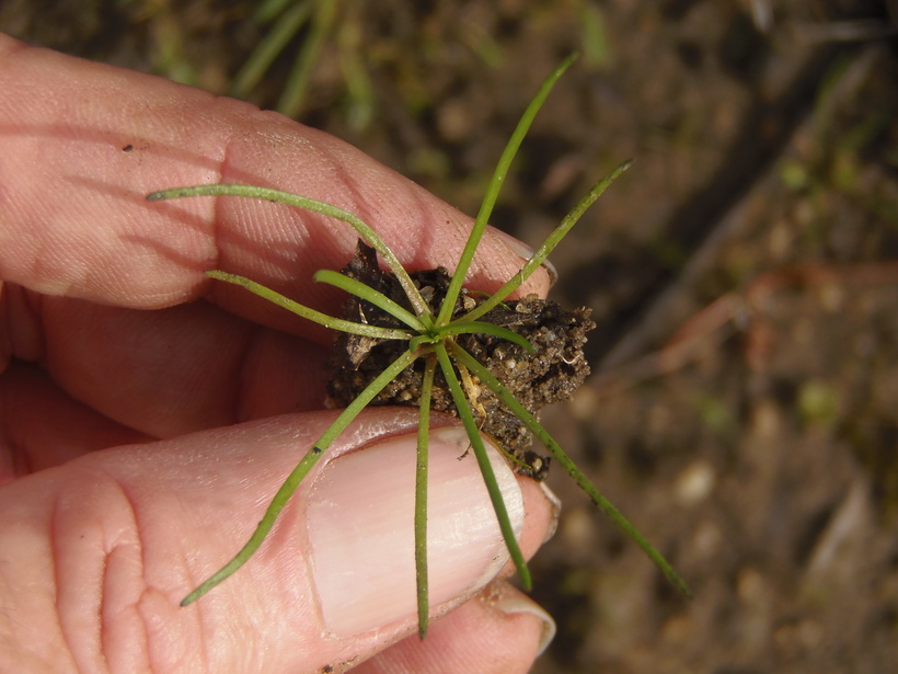 Pilularia americana