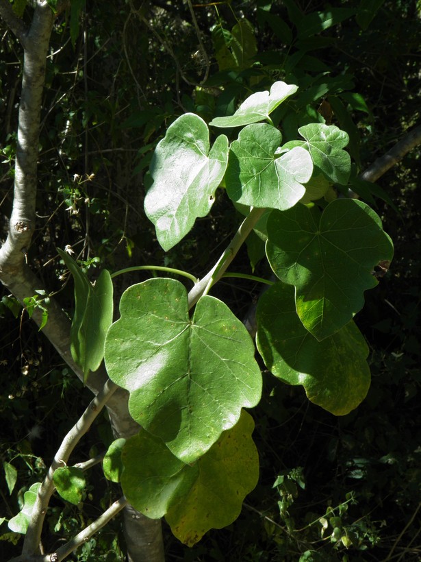 Jatropha cinerea