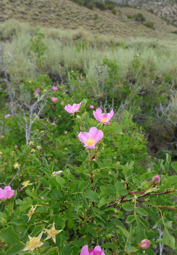 Rosa woodsii ssp. gratissima