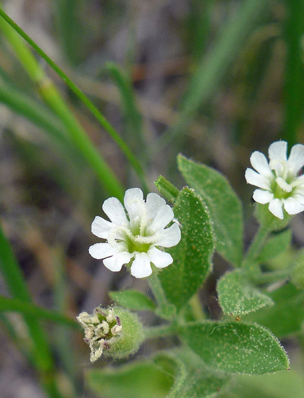 Silene menziesii Silene menziesii