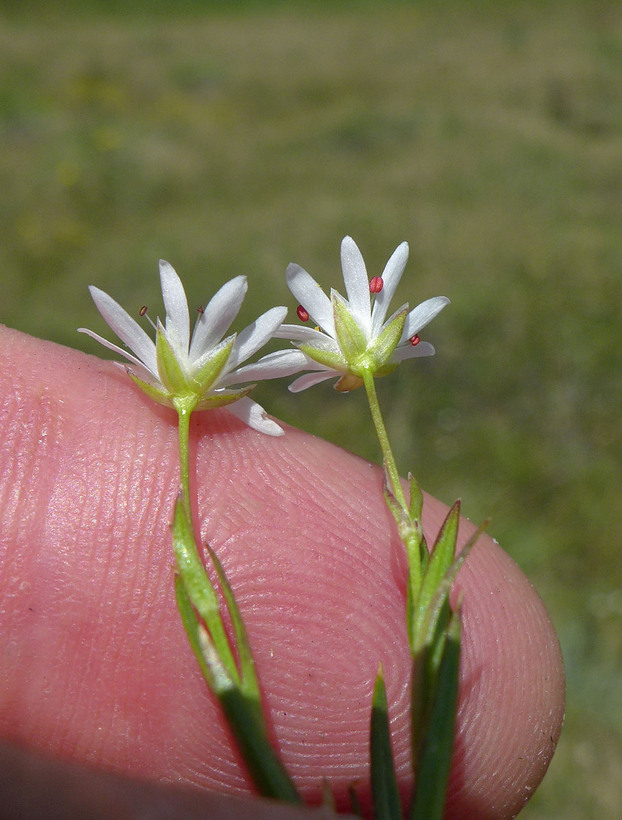 Stellaria longipes ssp. longipes Stellaria longipes ssp. longipes