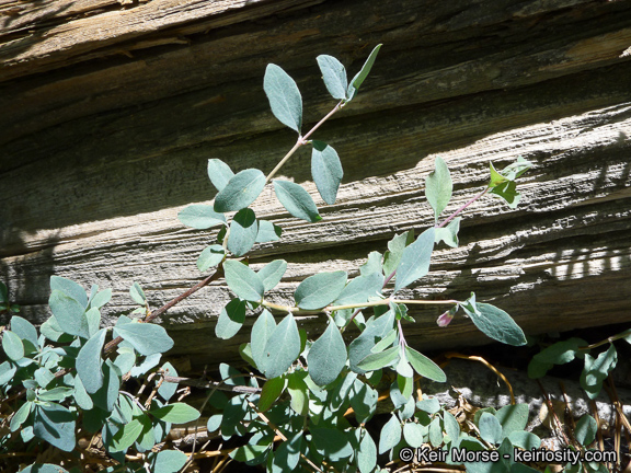 Symphoricarpos rotundifolius var. parishii