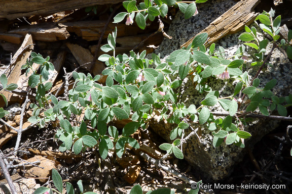 Symphoricarpos rotundifolius var. parishii