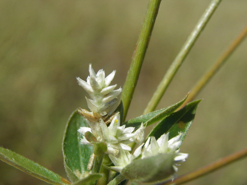 Gomphrena sonorae Gomphrena sonorae