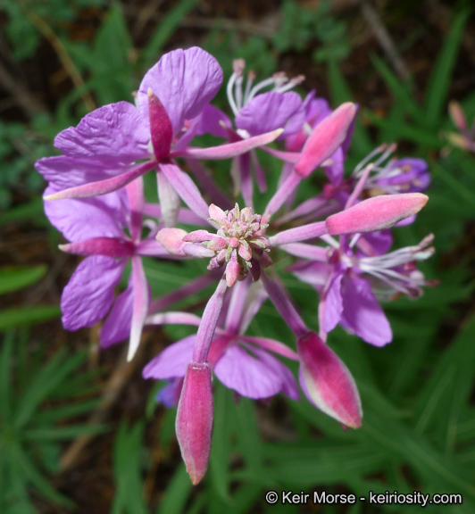 Chamerion angustifolium ssp. circumvagum