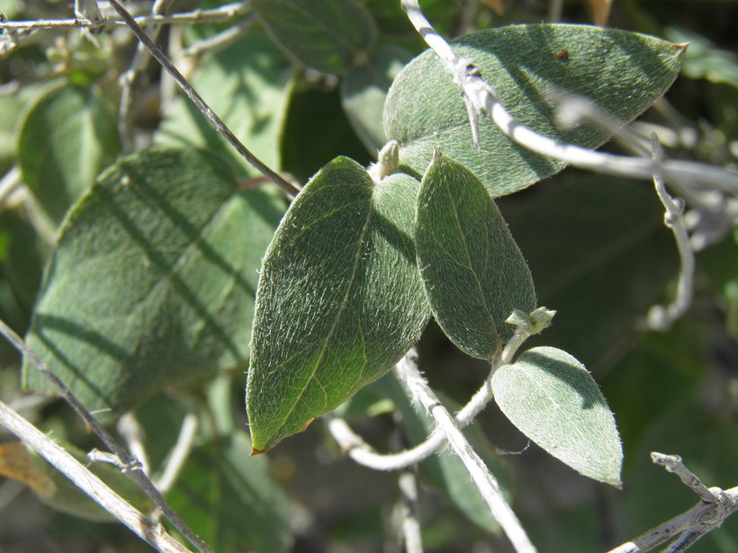Janusia californica