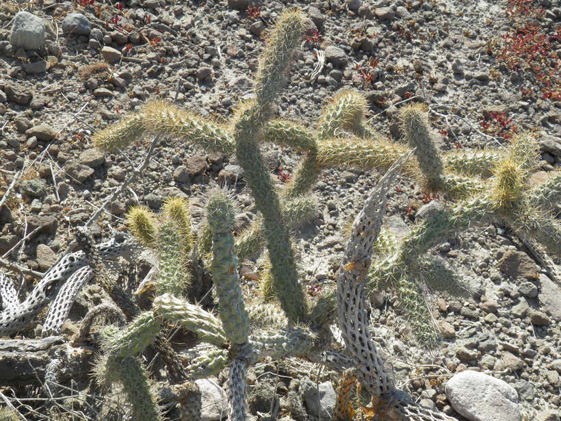 Cylindropuntia alcahes ssp. burrageana