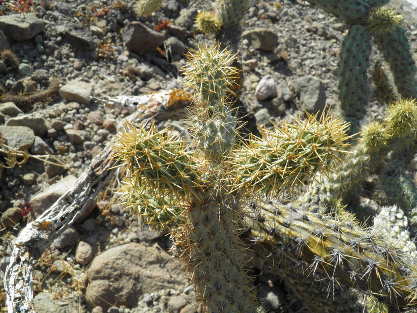 Cylindropuntia alcahes ssp. burrageana Cylindropuntia alcahes ssp. burrageana