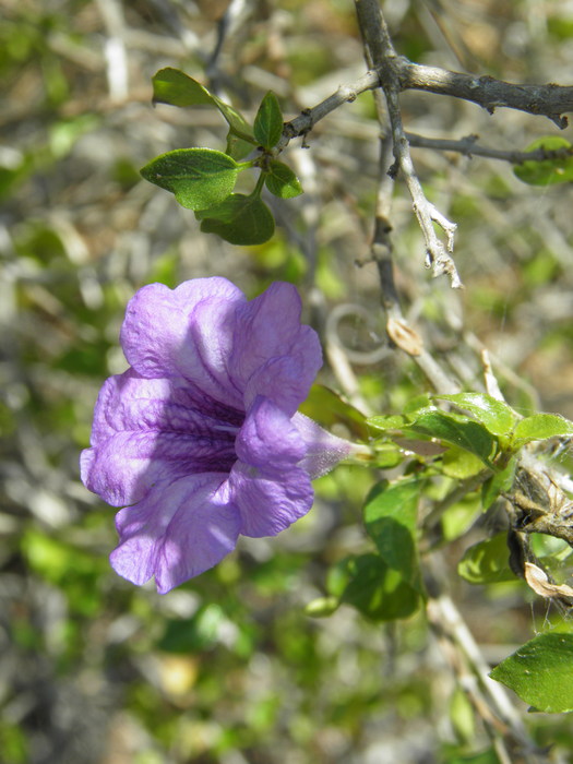 Ruellia californica ssp. peninsularis