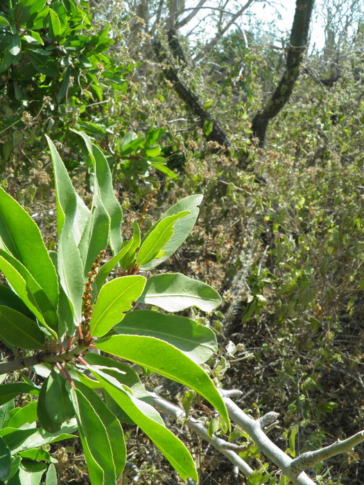 Pleradenophora bilocularis Pleradenophora bilocularis