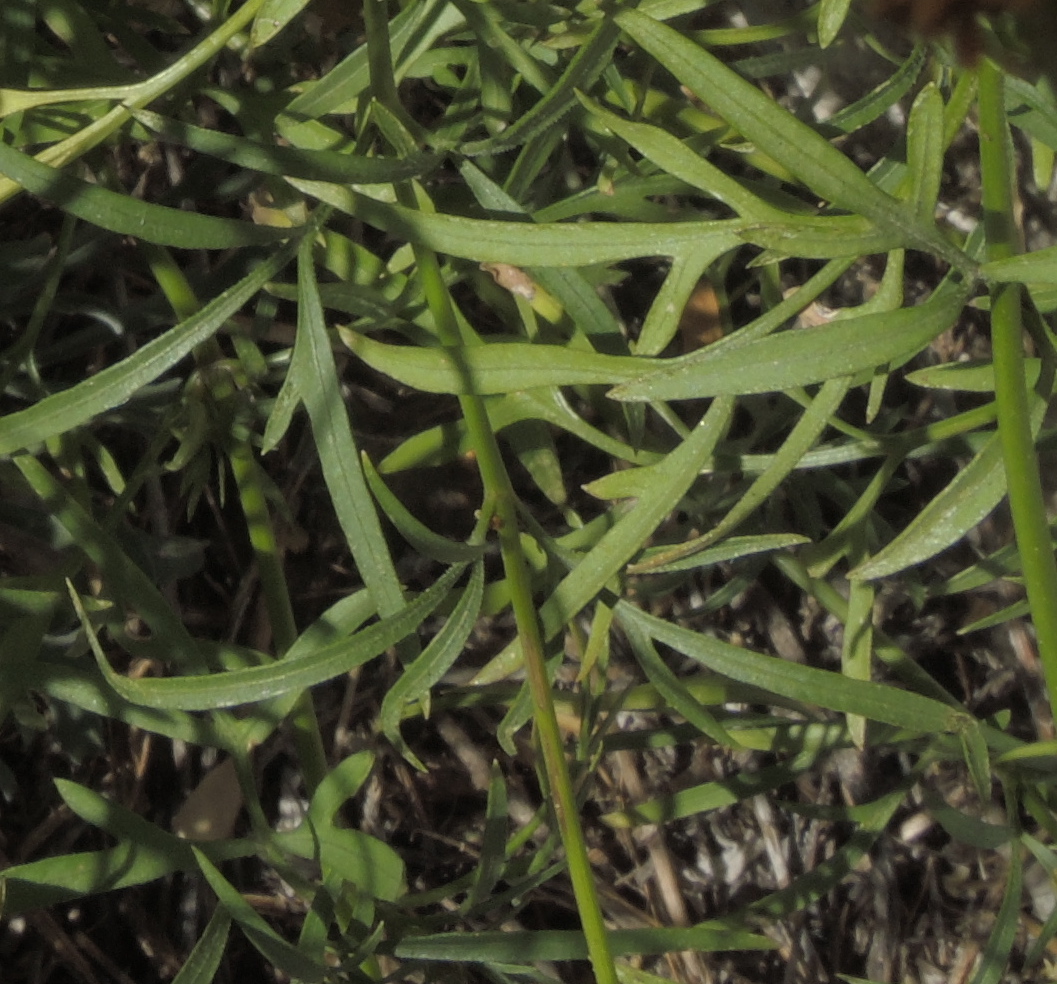 Coreocarpus arizonicus