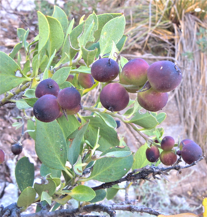 Arctostaphylos pungens