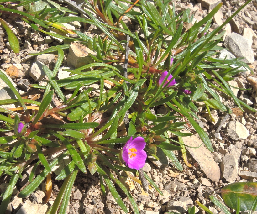 Calandrinia menziesii