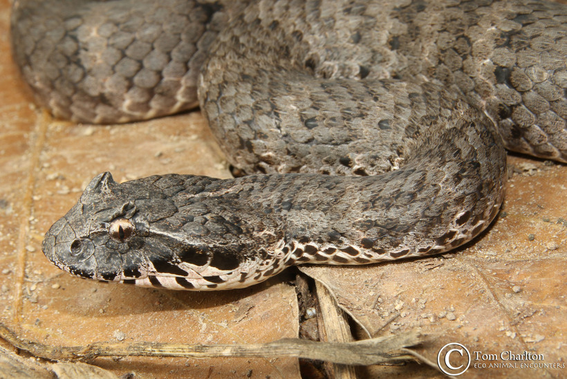Acanthophis laevis Acanthophis laevis