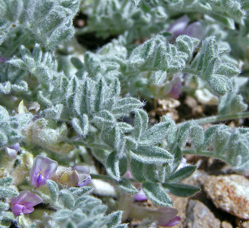 Astragalus subvestitus