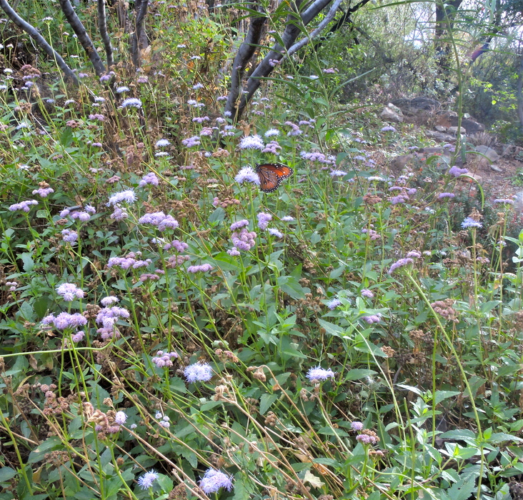 Conoclinium coelestinum