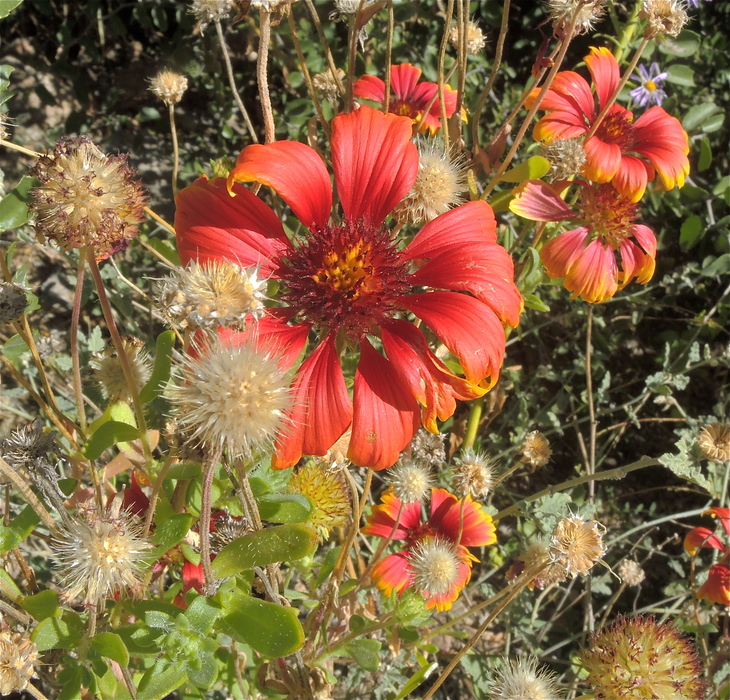 Gaillardia pulchella
