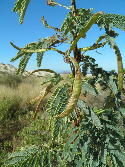 Desmanthus fruticosus