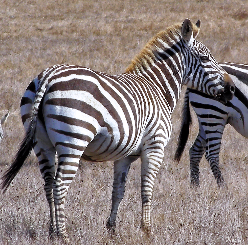 Equus quagga boehmi