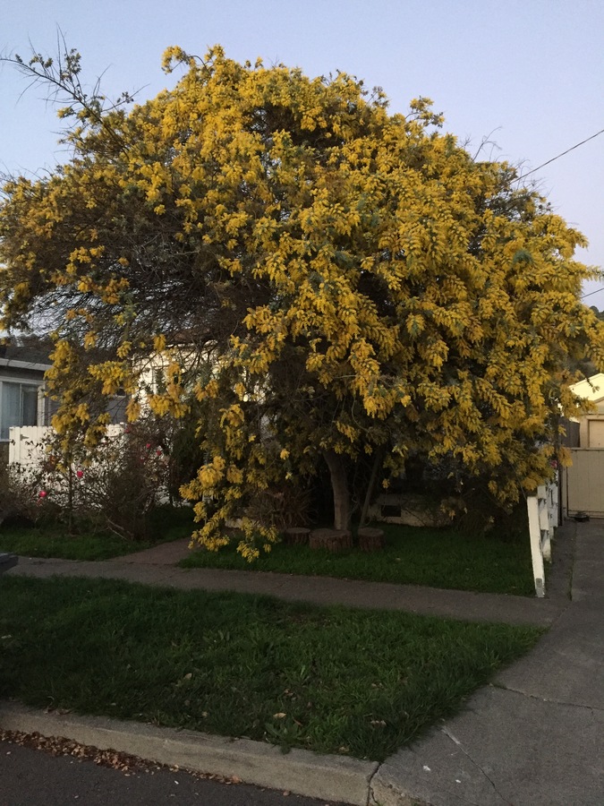 Acacia baileyana