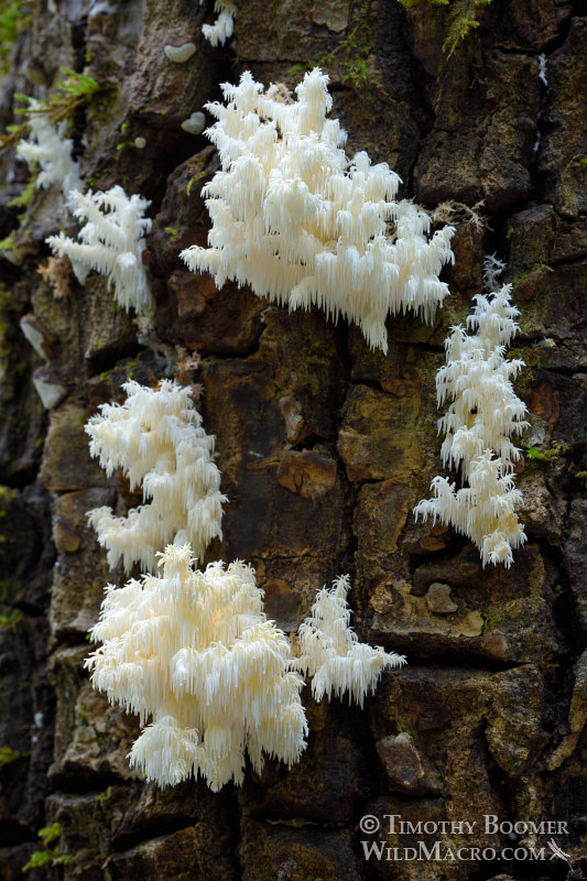 Hericium coralloides