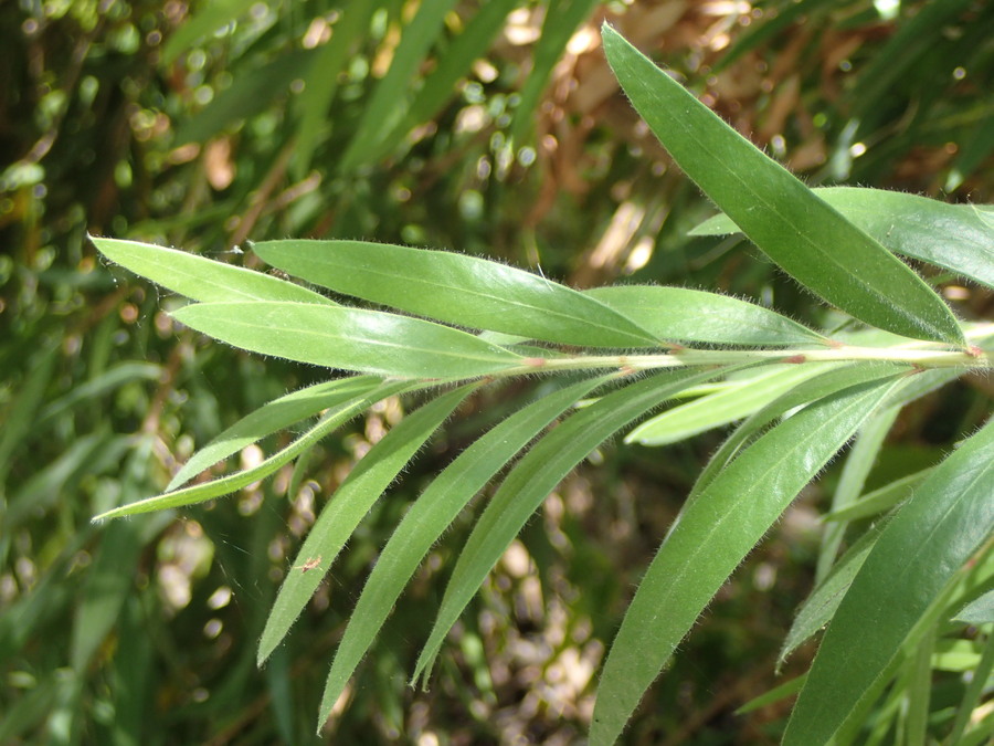 Melaleuca veminalis