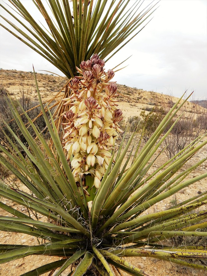 Yucca torreyi