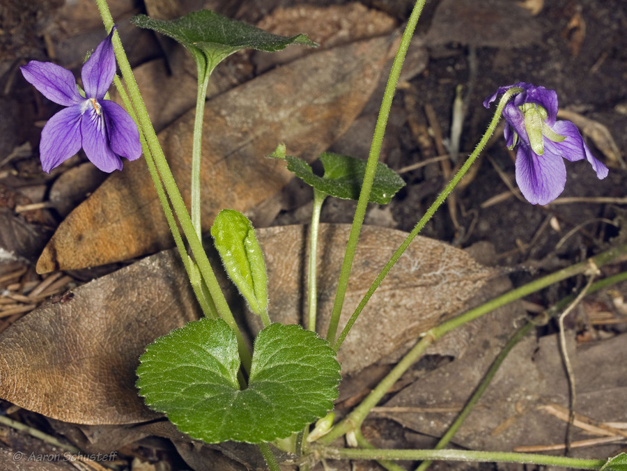Viola odorata