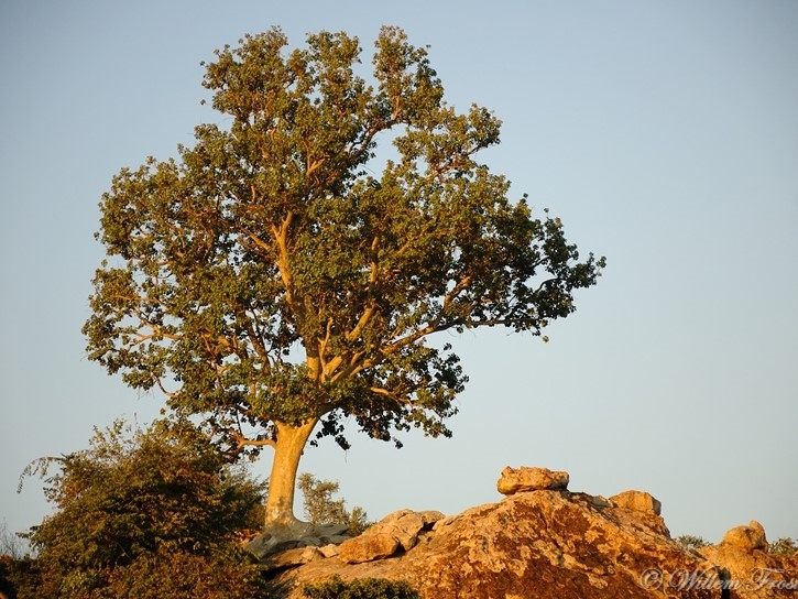 Ficus tettensis Ficus tettensis