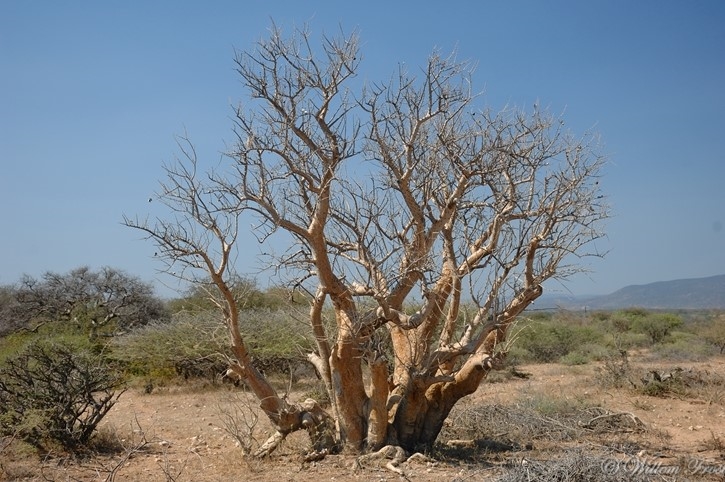 Sesamothamnus lugardii