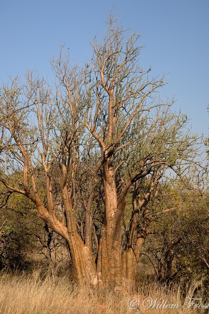 Sesamothamnus lugardii