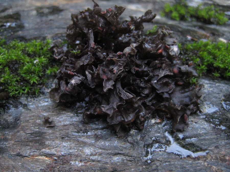 Peltigera gowardii