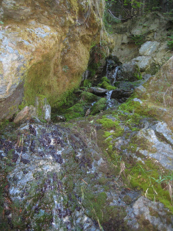 Peltigera gowardii