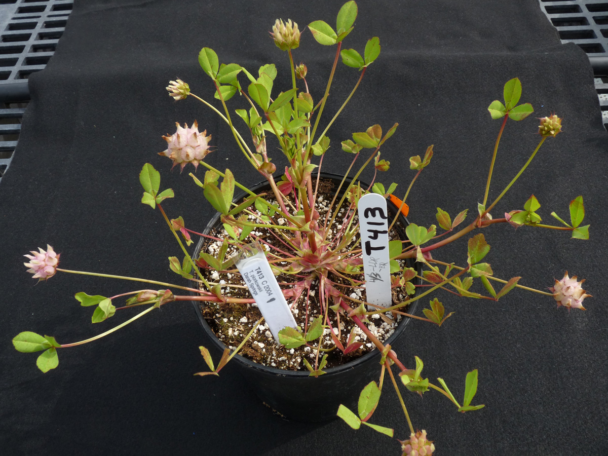 Trifolium piorkowskii Trifolium piorkowskii